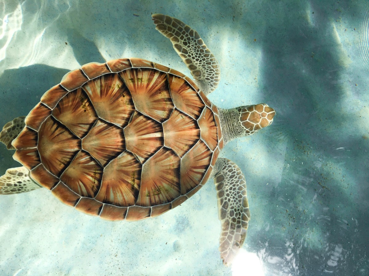 Tortuga marina colombiana