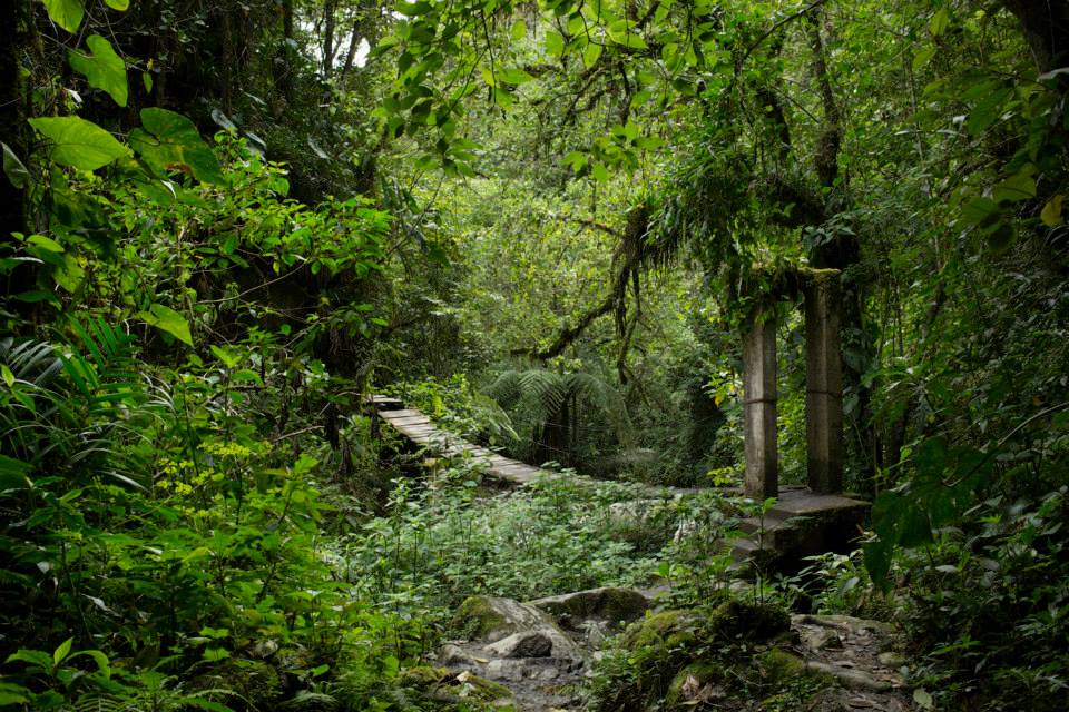 Paisaje natural en un bosque colombiano.